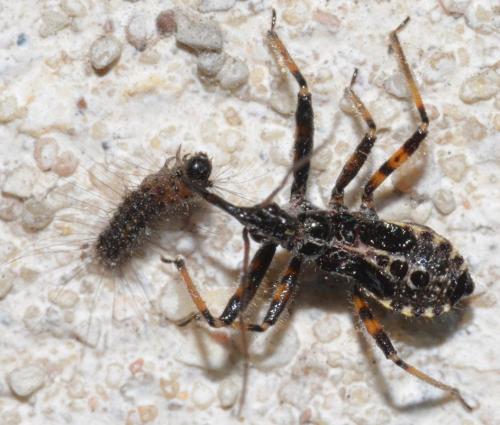 Réf. 257 642 : Rhynocoris sp.